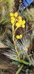Senecio tephrosioides