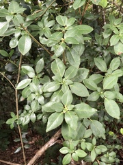 Rhododendron ovatum