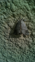 Olceclostera seraphica