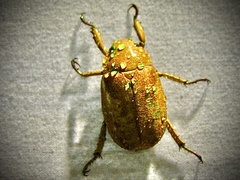 Chrysina moroni