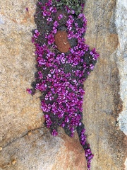 Indigofera humifusoides