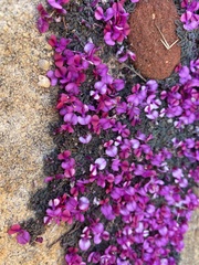 Indigofera humifusoides