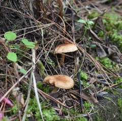 Agaricales