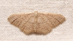 Idaea obsoletaria