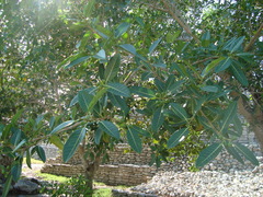 Ficus crocata