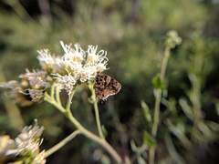 Aubergina vanessoides
