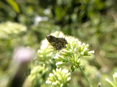 Aubergina vanessoides
