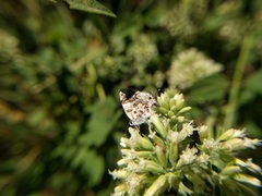 Aubergina vanessoides