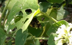 Aubergina vanessoides