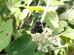 Aubergina vanessoides