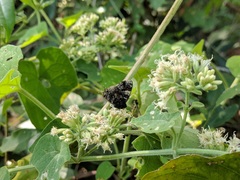 Aubergina vanessoides