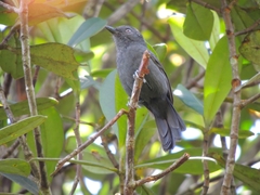 Thamnophilus unicolor