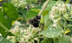 Aubergina vanessoides