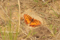 Catacroptera cloanthe cloanthe