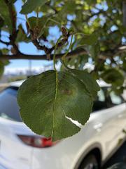 Pyrus communis