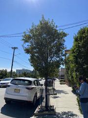 Pyrus communis
