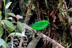 Chlorochrysa phoenicotis