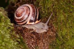 Cepaea nemoralis