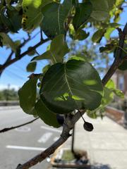 Pyrus communis