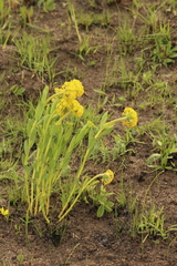 Lasiosiphon kraussianus kraussianus