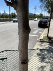 Pyrus communis