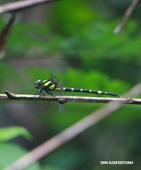 Macrogomphus wynaadicus