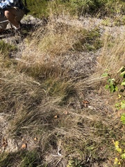 Deschampsia