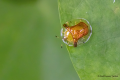 Aspidimorpha furcata