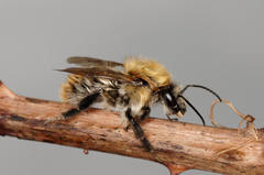 Bombus pascuorum