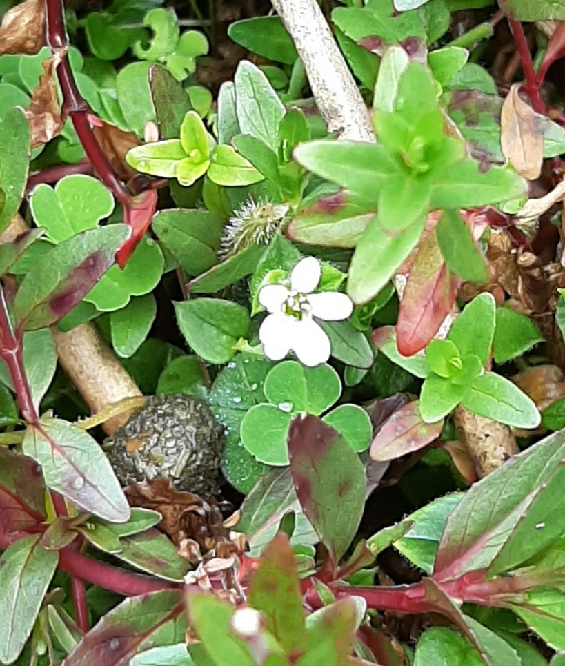 Bacopa monnieri image