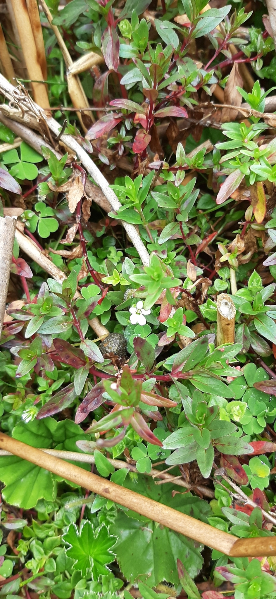 Bacopa monnieri image