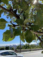 Pyrus communis