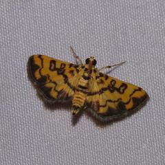 Lamprosema