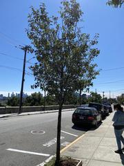 Pyrus communis