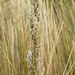 Calamagrostis intermedia - Photo (c) L. Vivar., some rights reserved (CC BY-NC), uploaded by L. Vivar.