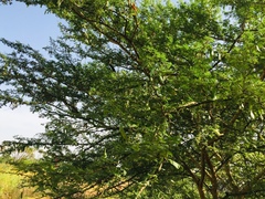 Vachellia nilotica