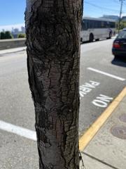 Pyrus communis