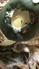 Dryomyzidae