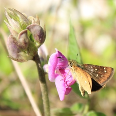 Piruna gyrans