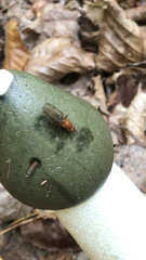 Dryomyzidae