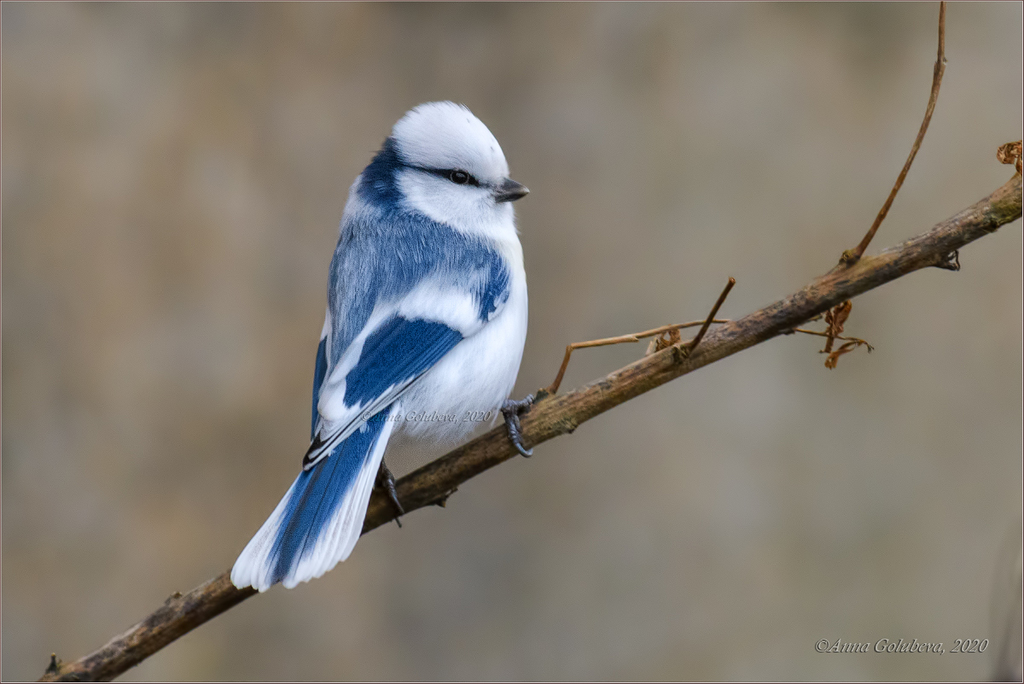 Azure Tit photo