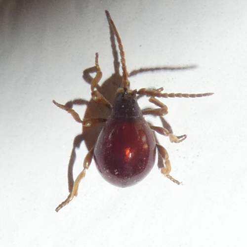 Gibbium psylloides, 2020-09-17