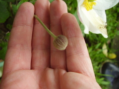 Eriocapitella × hybrida