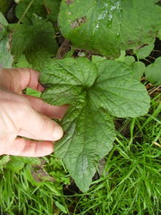 Eriocapitella × hybrida