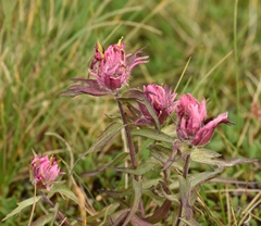 Castilleja elegans
