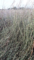 Polygonum equisetiforme