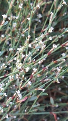 Polygonum equisetiforme