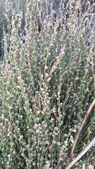 Polygonum equisetiforme