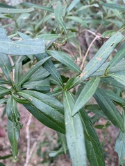 Pavetta lanceolata
