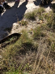 Festuca filiformis